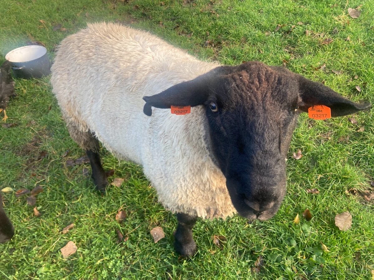 plemený beran Suffolk