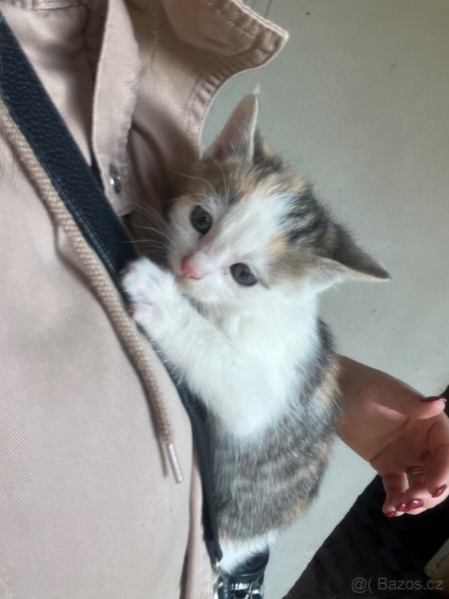 DARUJI koťátka