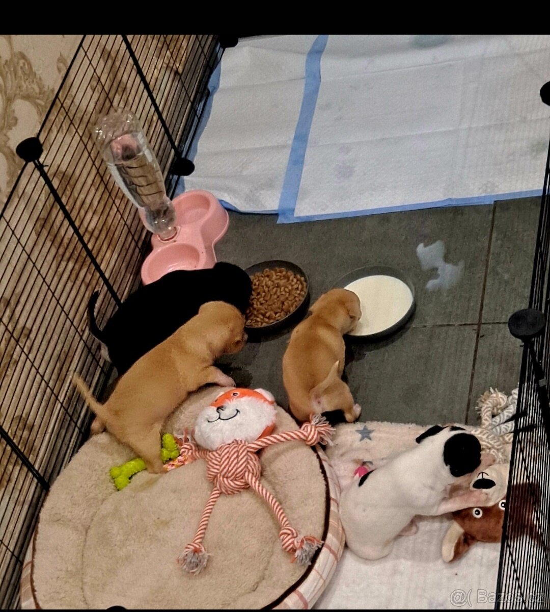 Prodám krásná štěňátka čivavy bez PP – 7 týdnů