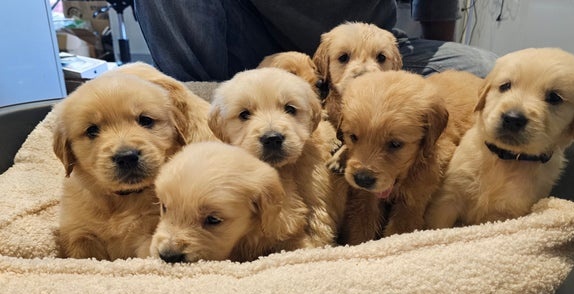 Zlatý retrívr štěňata bez PP