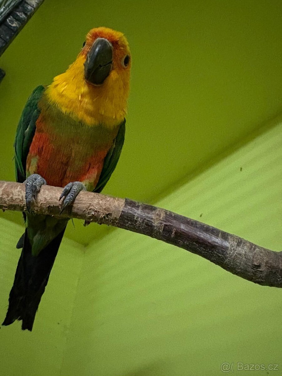 Aratinga jendaj ručně dokrmený