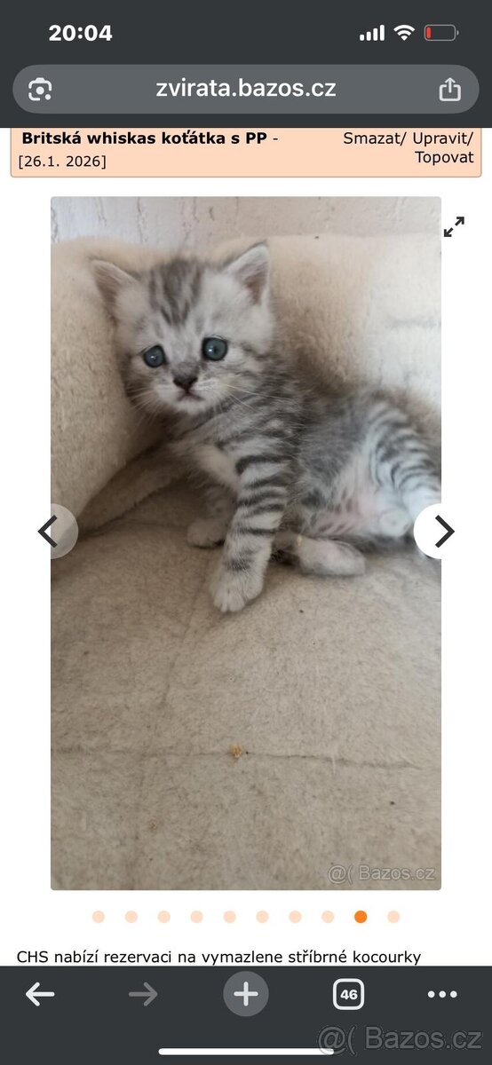 Britská whiskas koťátka s PP