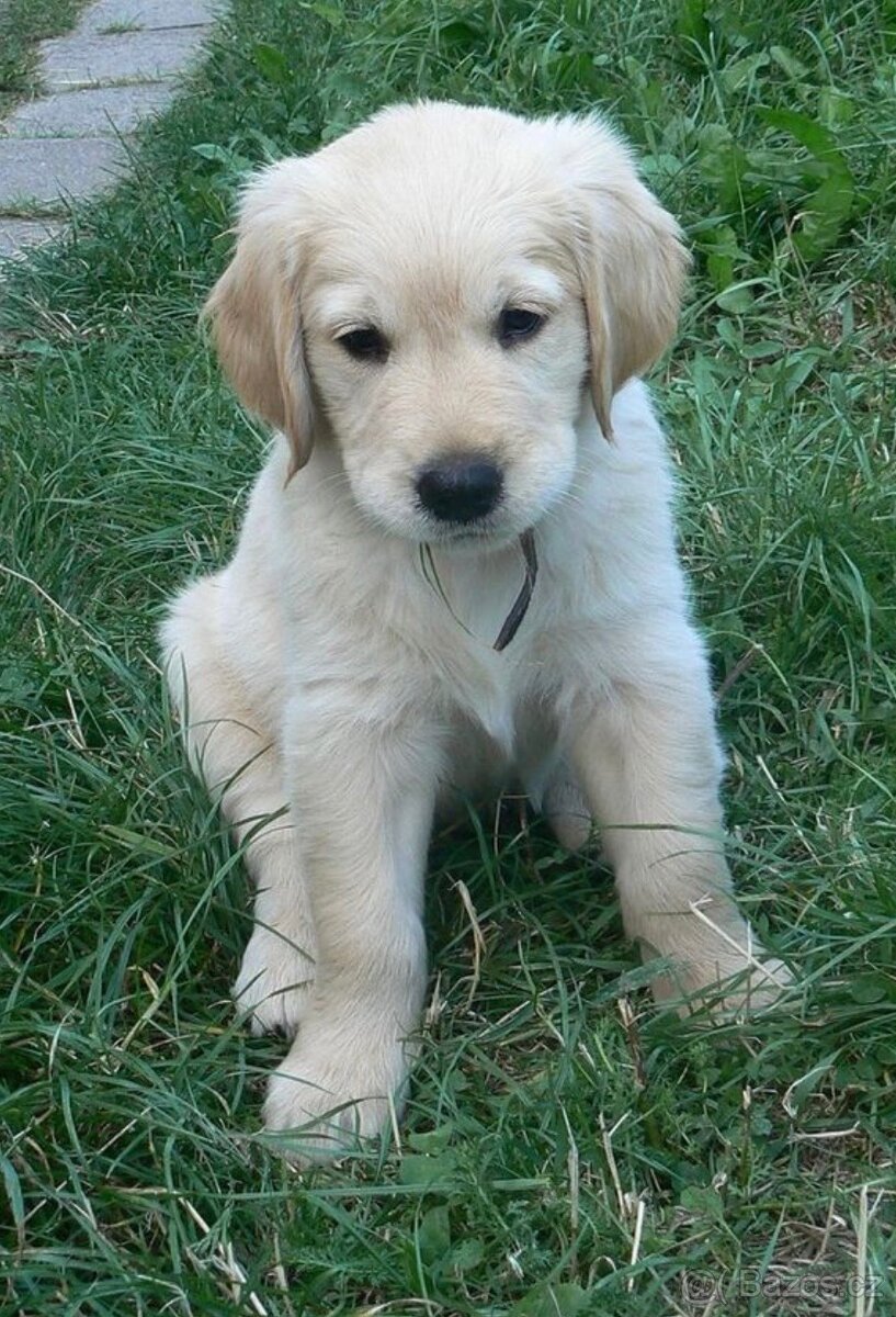 Labladorsky retrívr