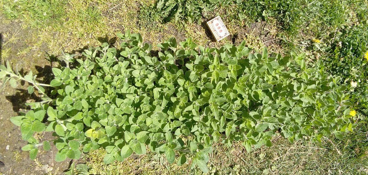 Dobromysl BIO - velký trs