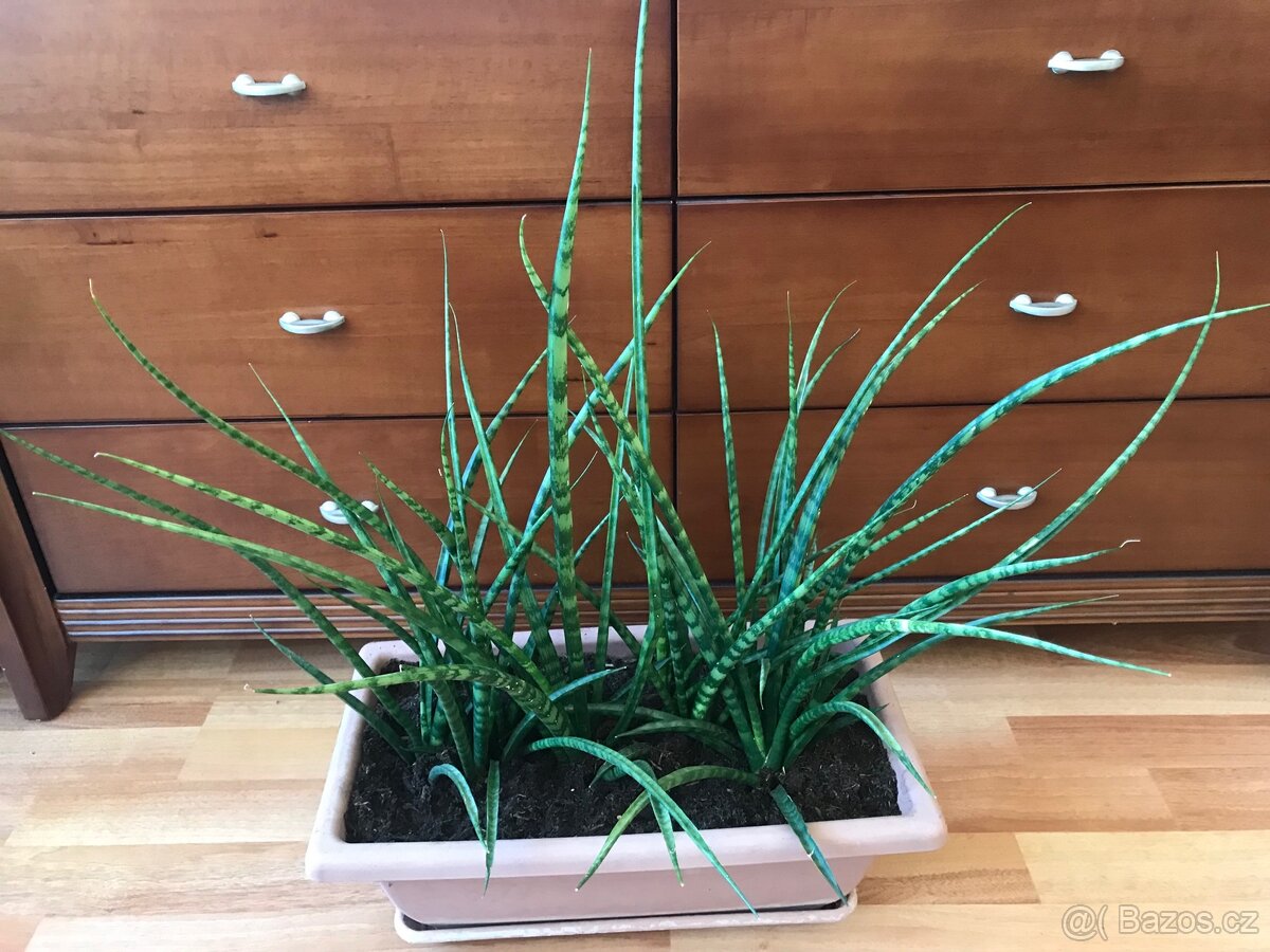 Sansevieria Francisii