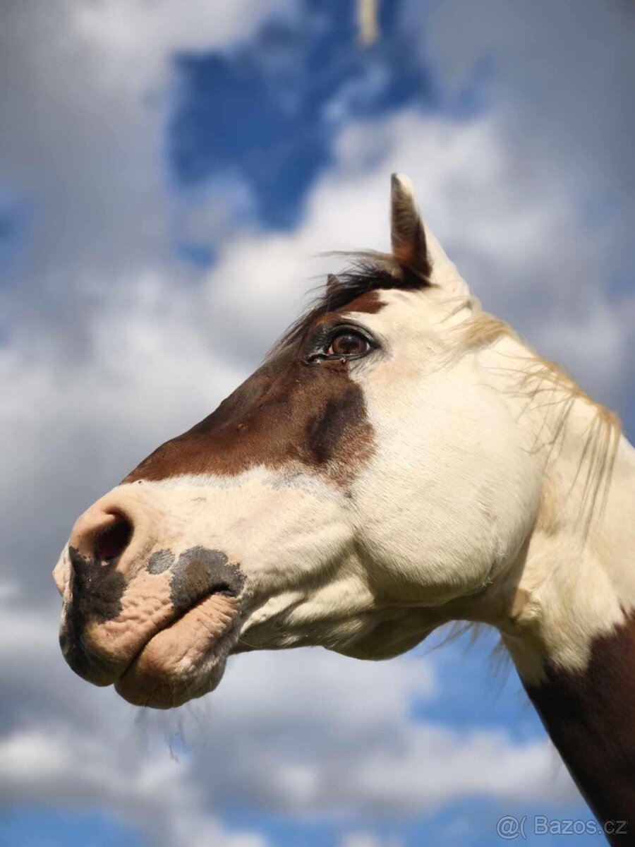 Pripoustění