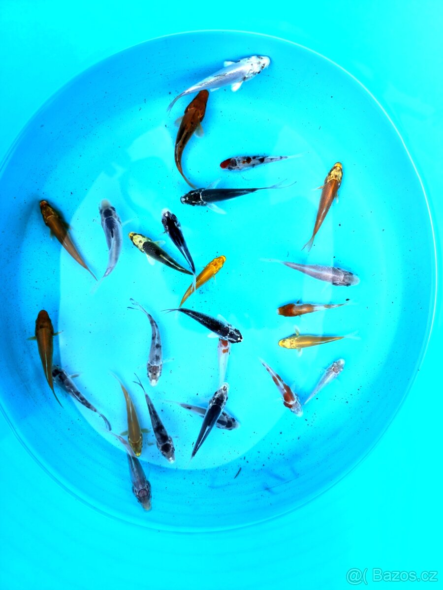 Koi kapr 5-10cm