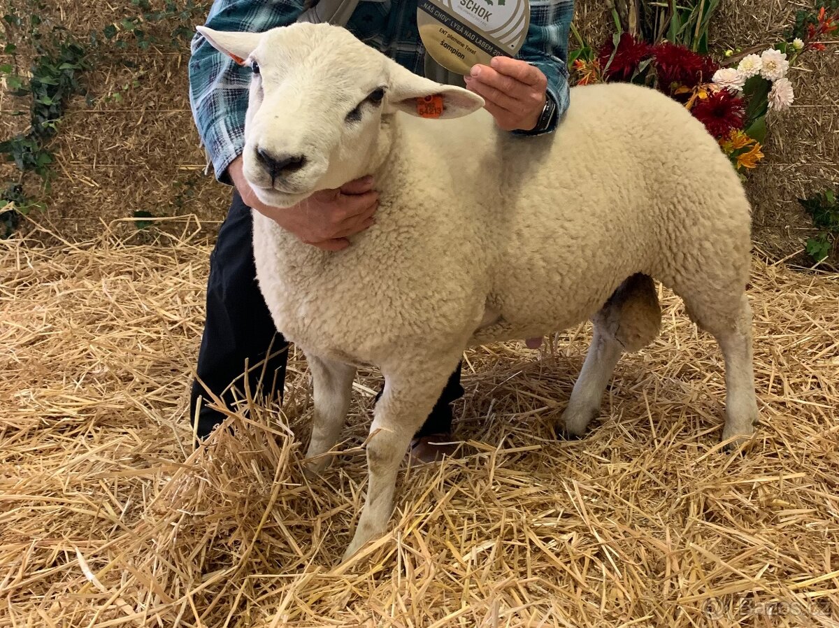 Plemenný beran Texel - prodej