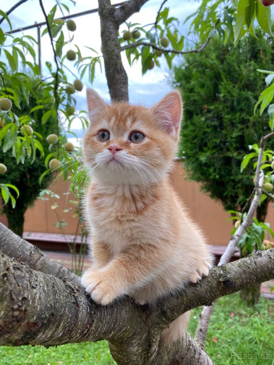 🐾 Skotský rovno-ušatý kocourek hledá nový domov