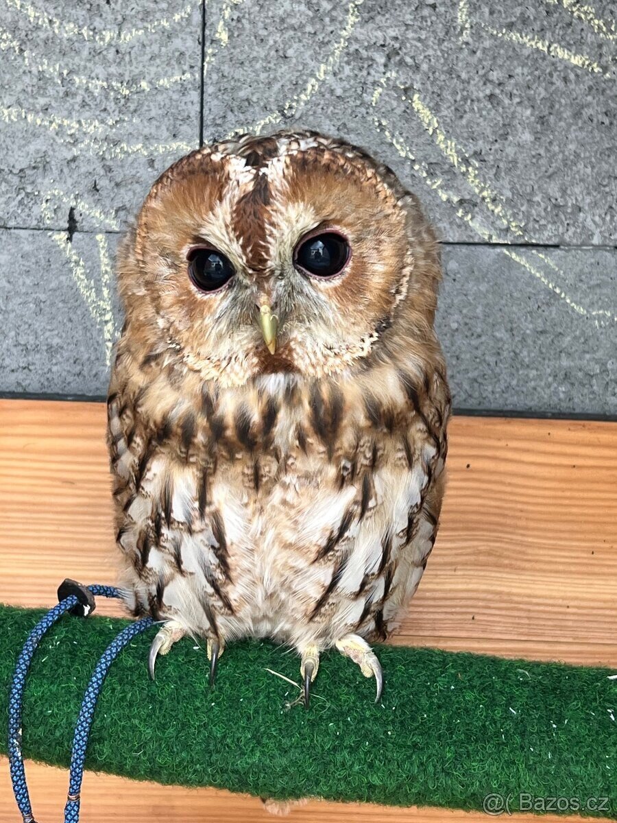 Strix aluco , Puštík obecný