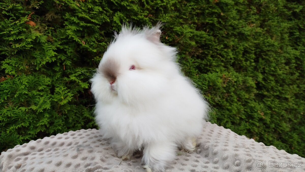 Zakrslý králík, králíček -(TEDDY)-ONDŘEJ A OTA