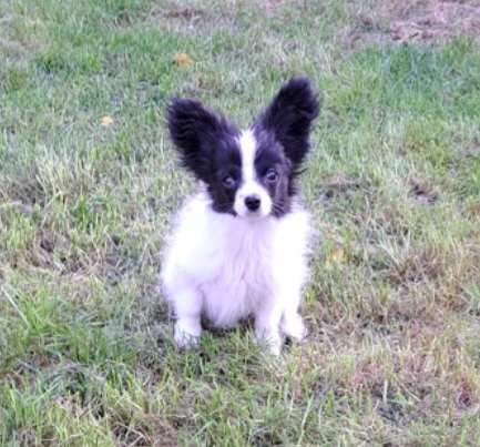 Papillon s PP