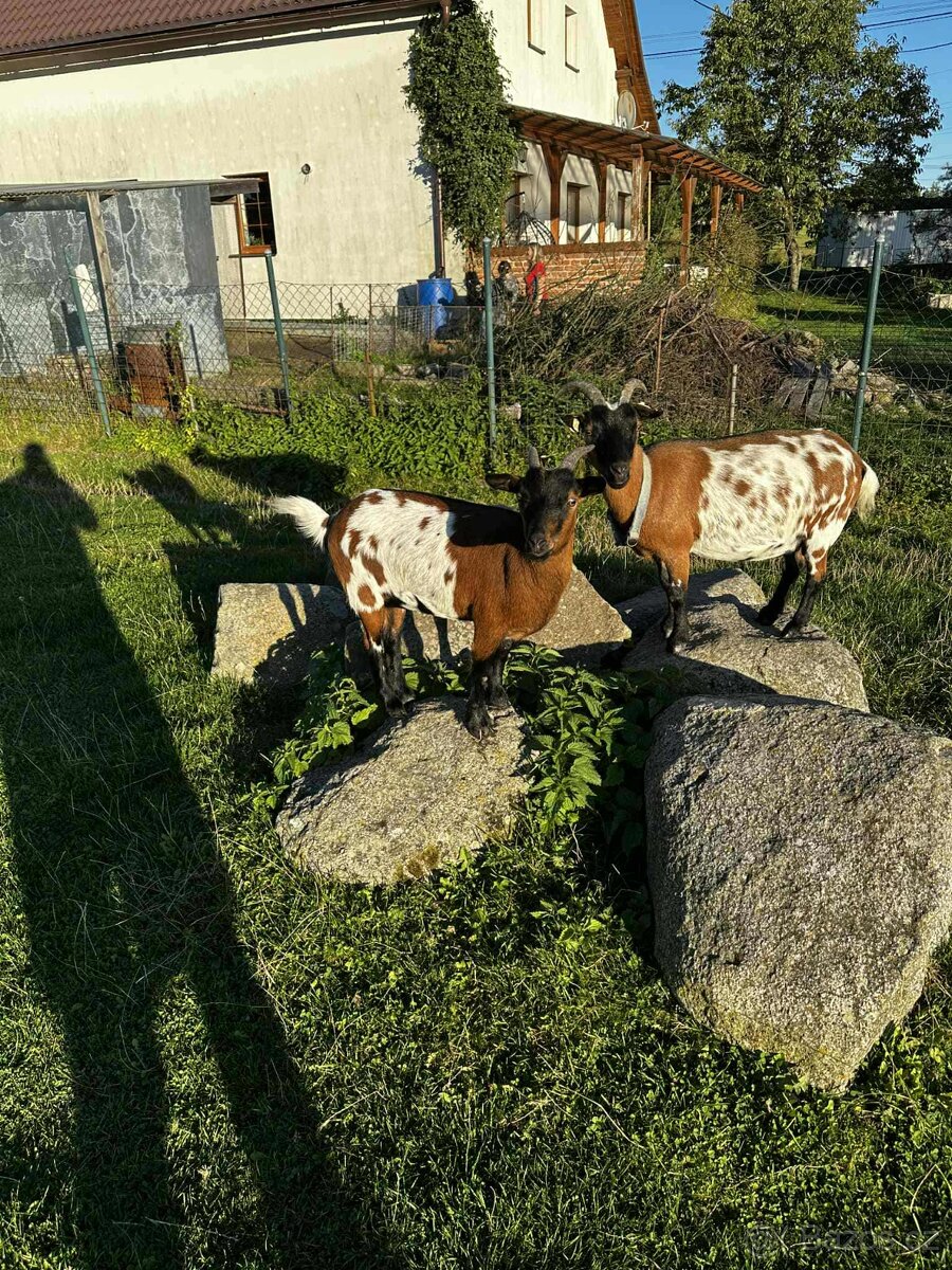 Holandská zakrslá koza s PoP