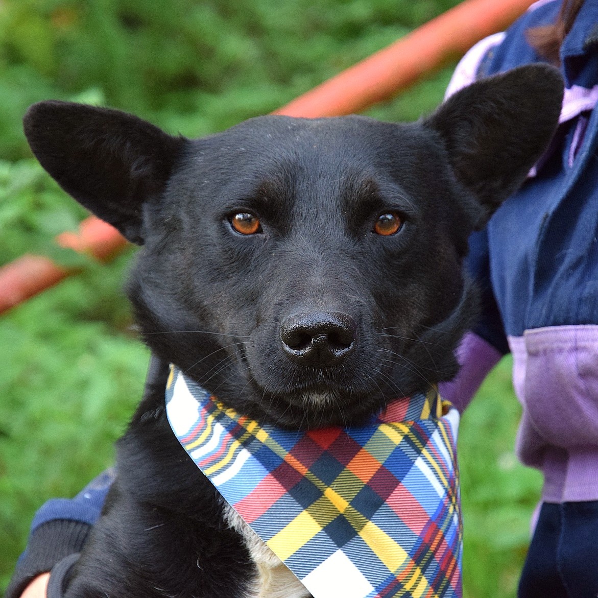 🐾 Hoopy – plachý psí hrdina s velkým srdcem 🐾