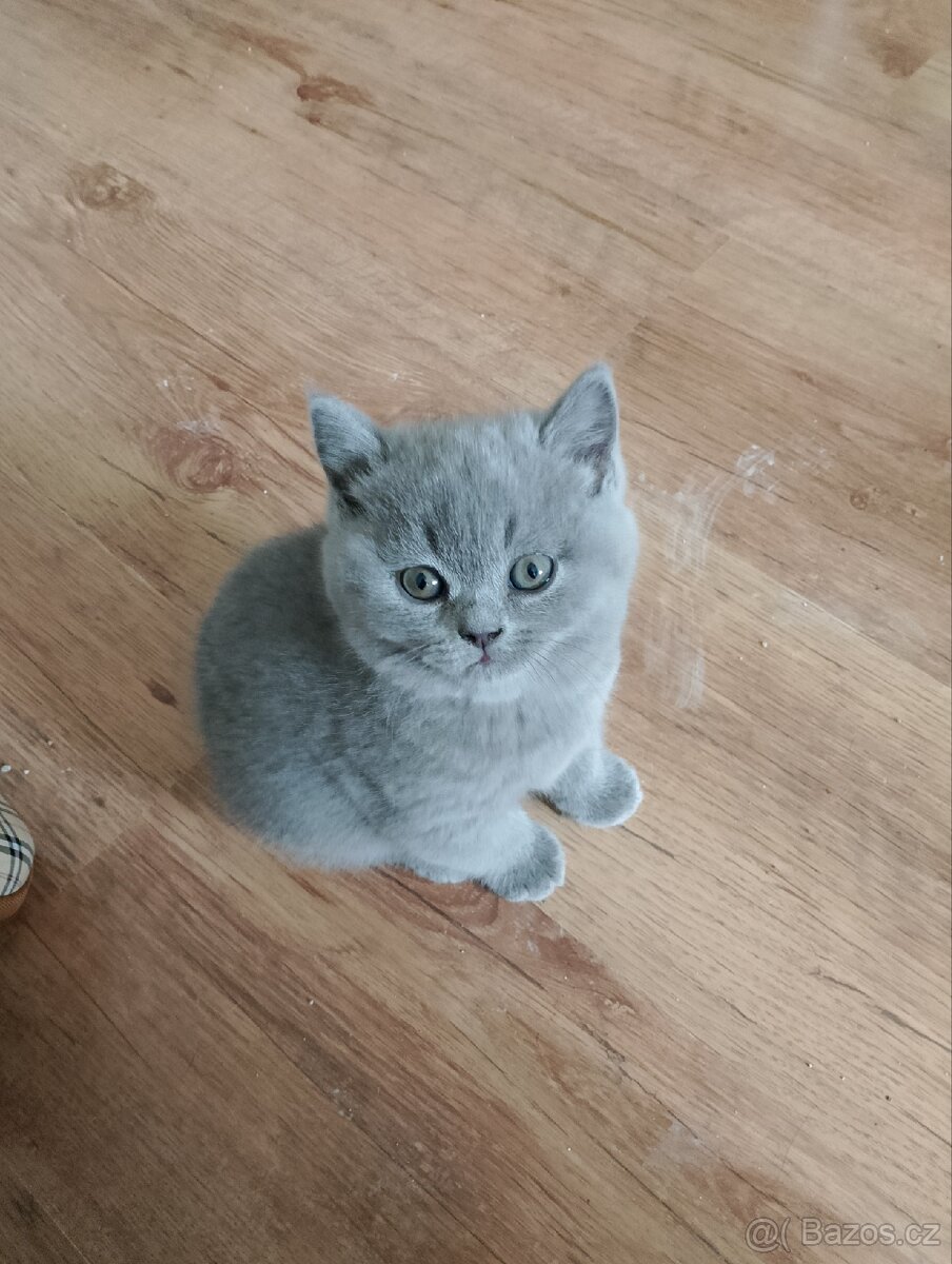 Britský modrý kocourek