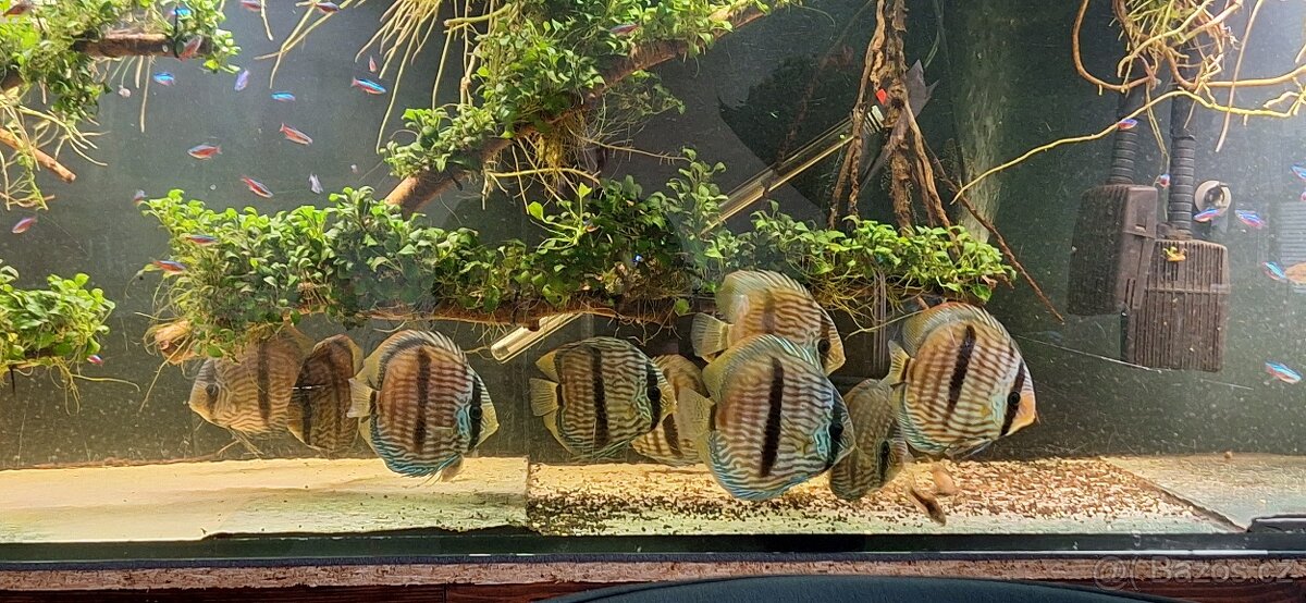 ‼️🔥Wild Nhamunda Heckel🔥‼️