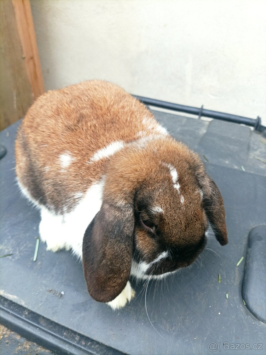 Prodám zakrslé berany durynské strakaté