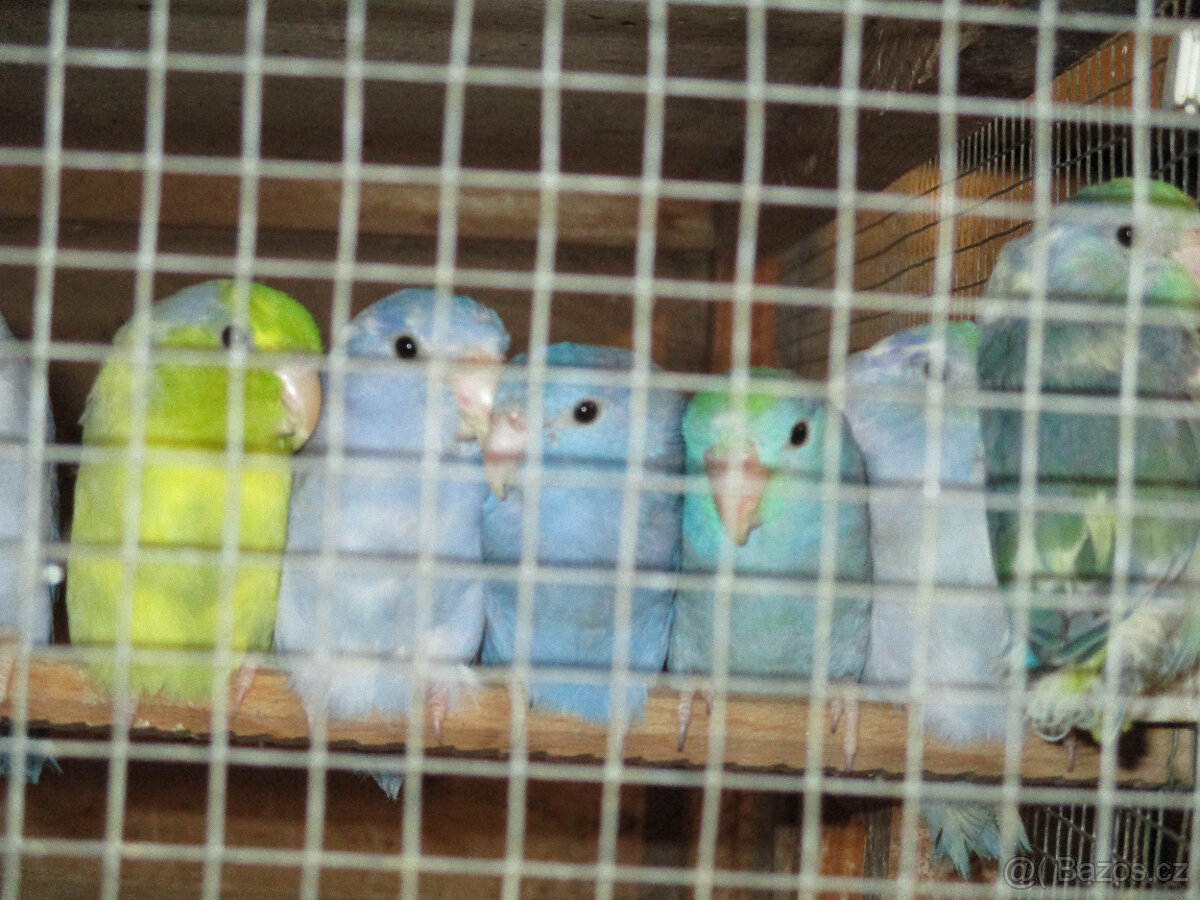 Papoušíček šedokřídlý