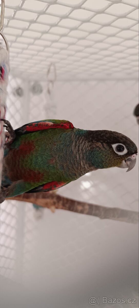 Pyrura červenobřichý (perlata)