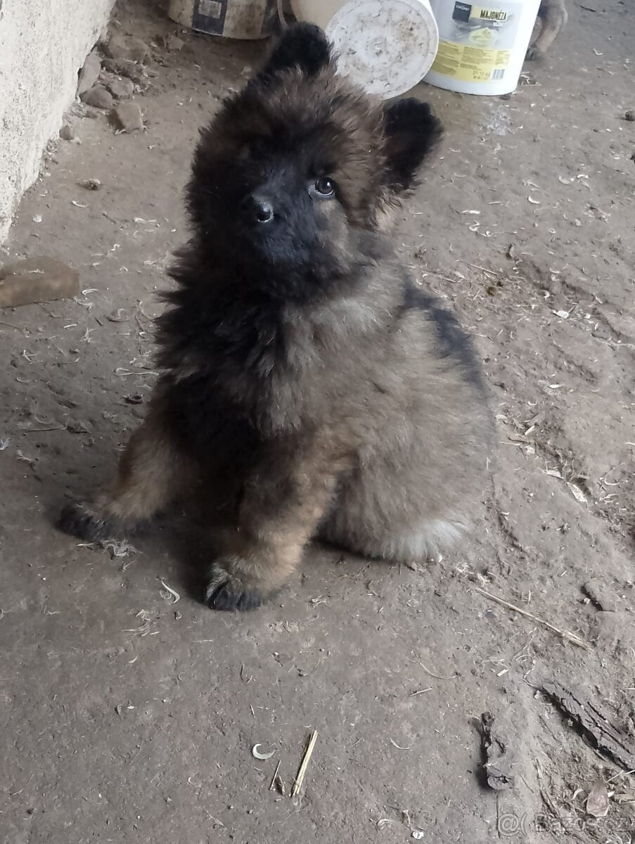 Prodám štěňata Německého ovčáka