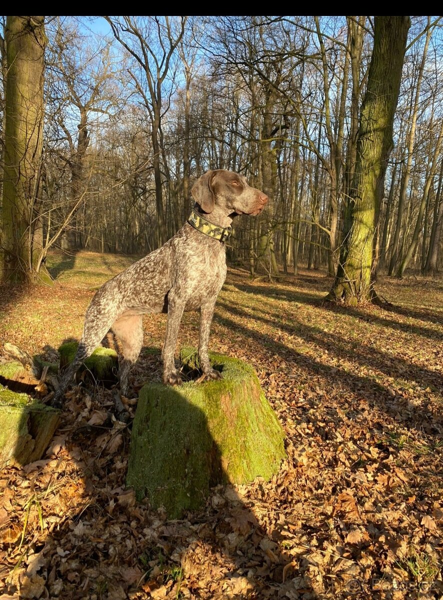 Fena NKO (Německý krátkosrstý ohař)
