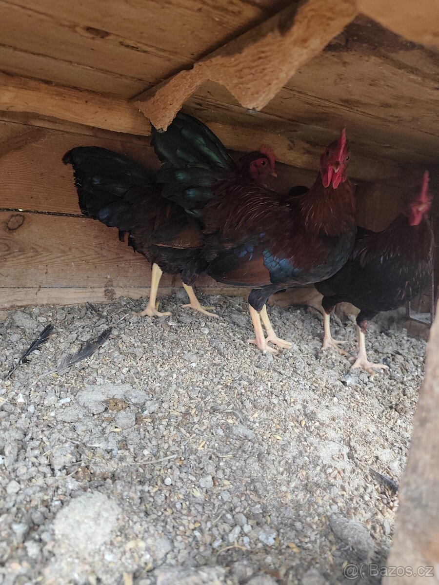 Kohouti