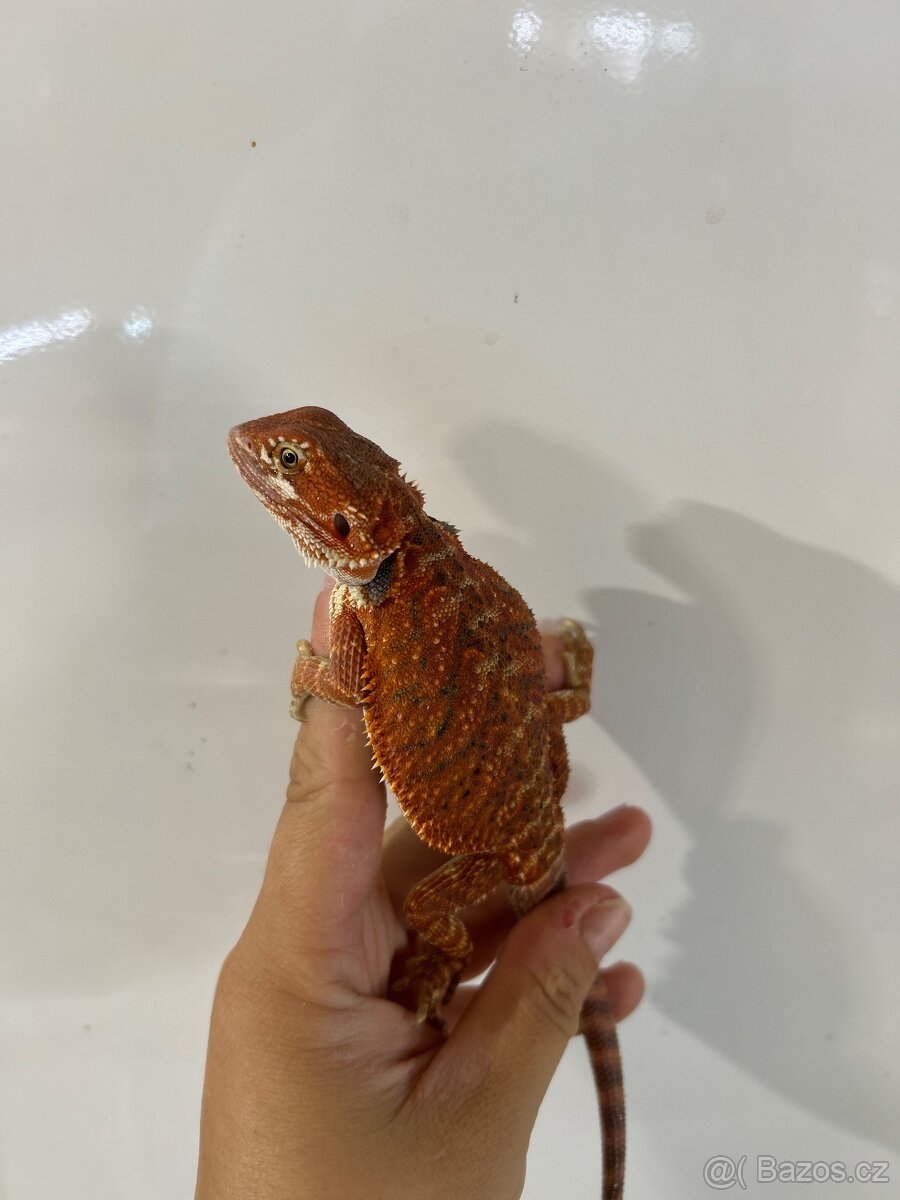 Agama vousatá RED