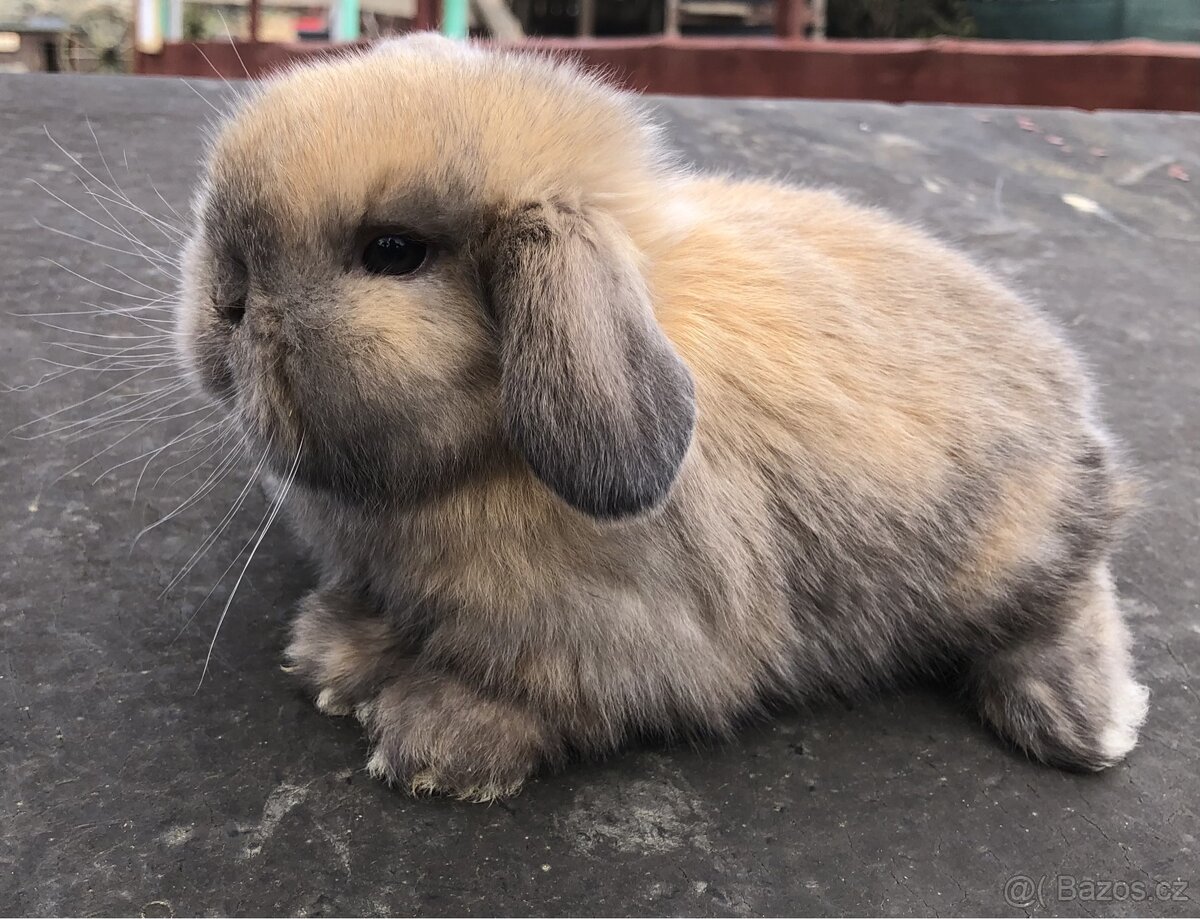 Mini lop mláďata - k rezervaci