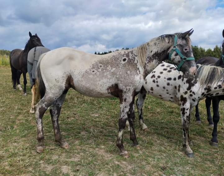 2023 FPD Appaloosa valášek