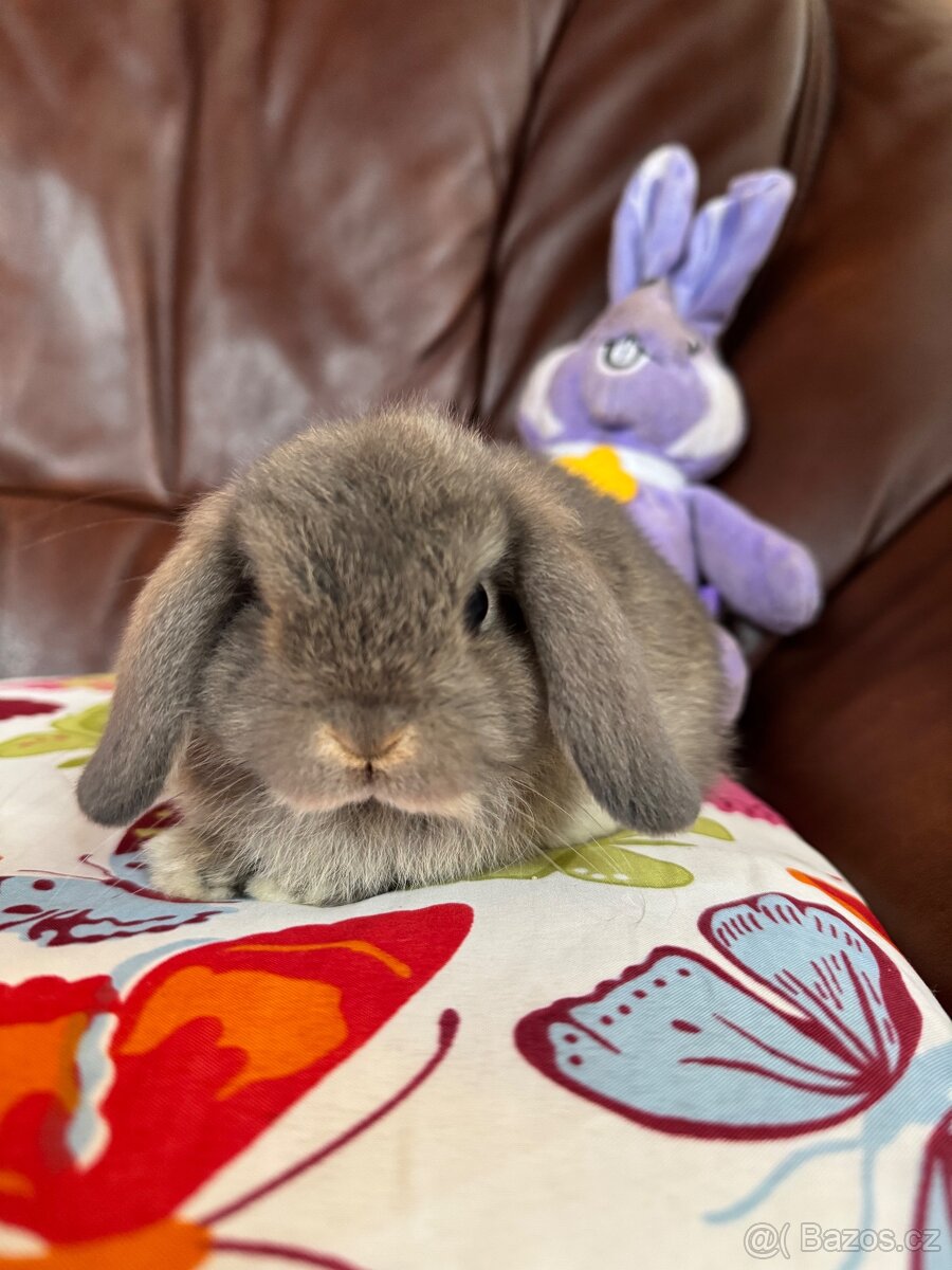 Miniaturní beránci brzy k odběru