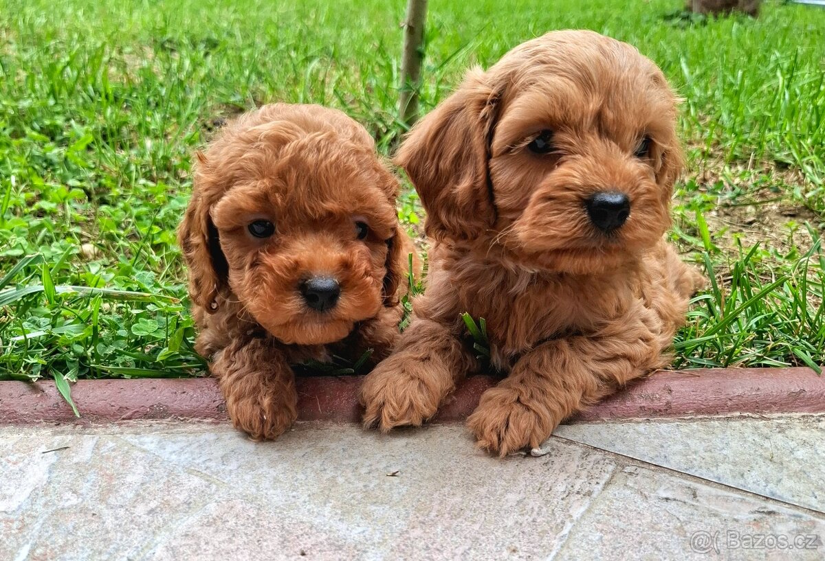 Cavapoo