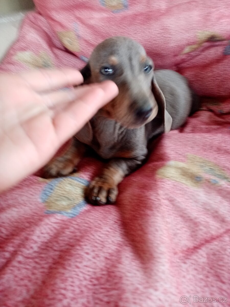 Jezevčík krátkosrstý trpasličí izabel