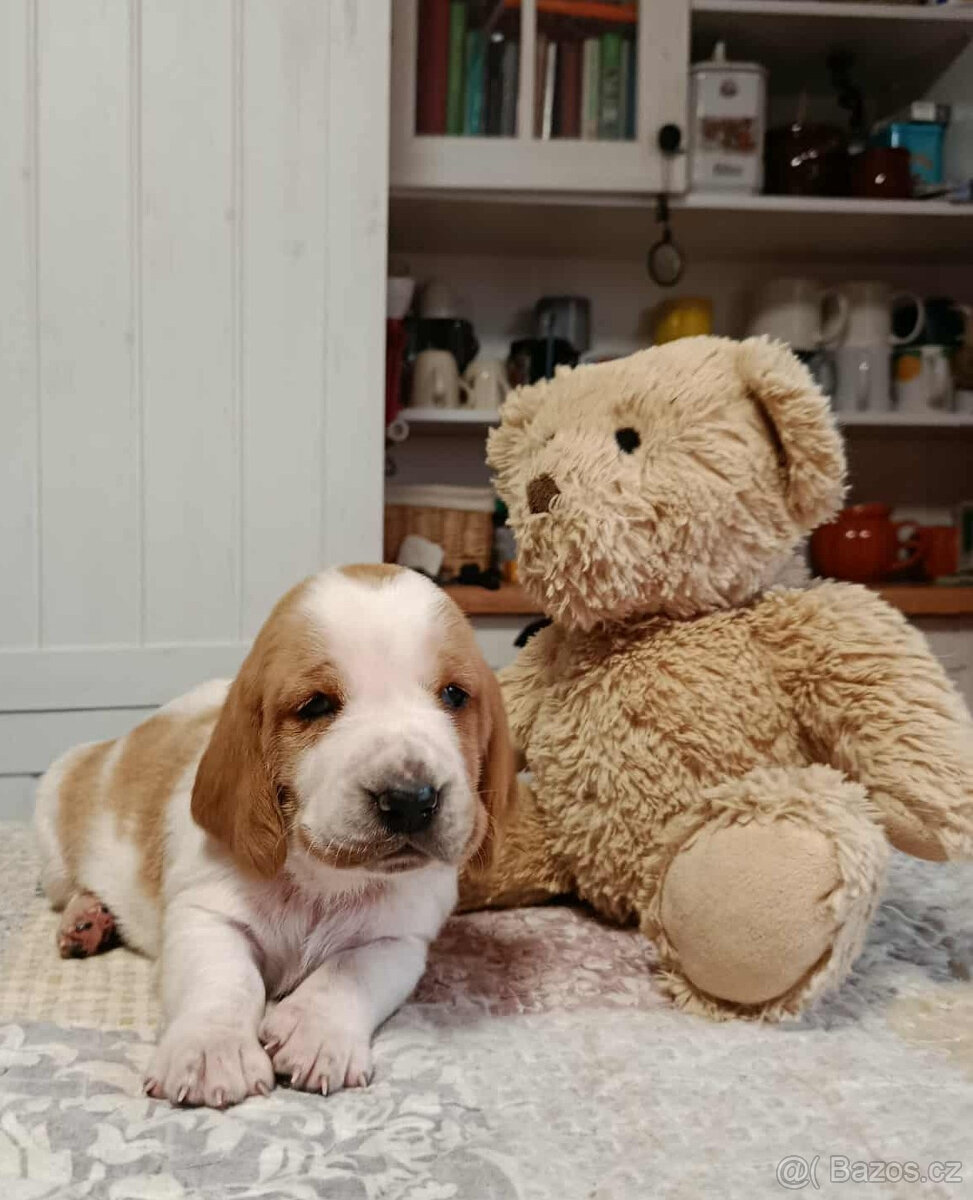 Basset Hound