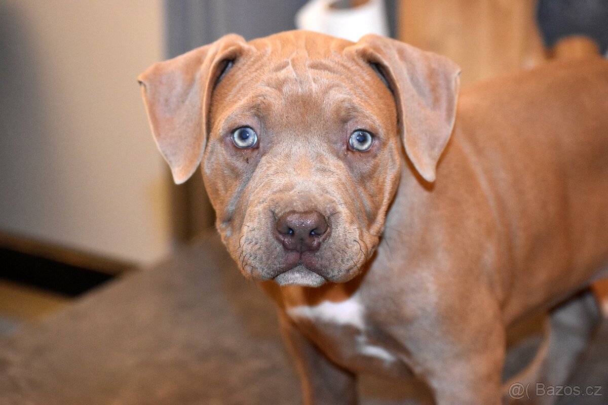 American bully - ch.s. Family Muscle Bullies