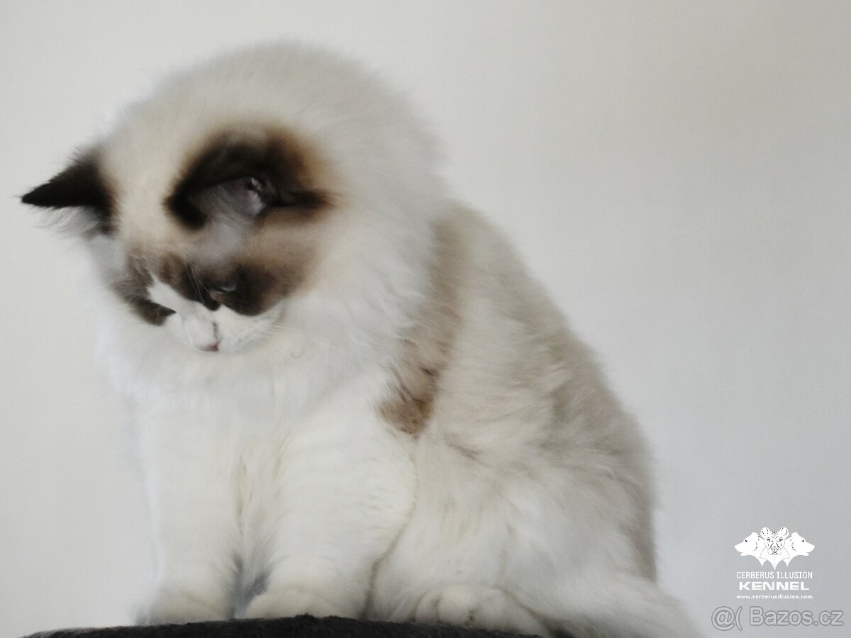Ragdoll s PP přátelská kočička