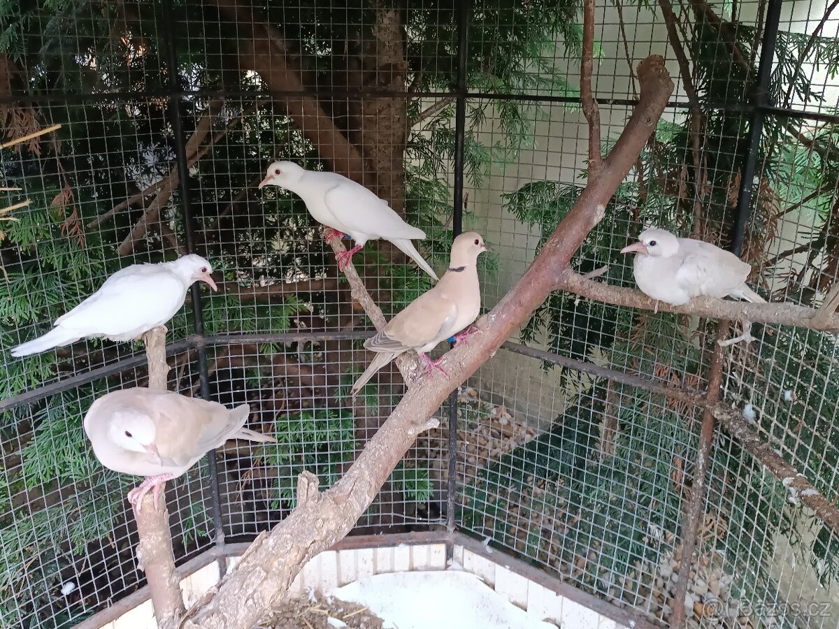 Hrdlička chechtavá