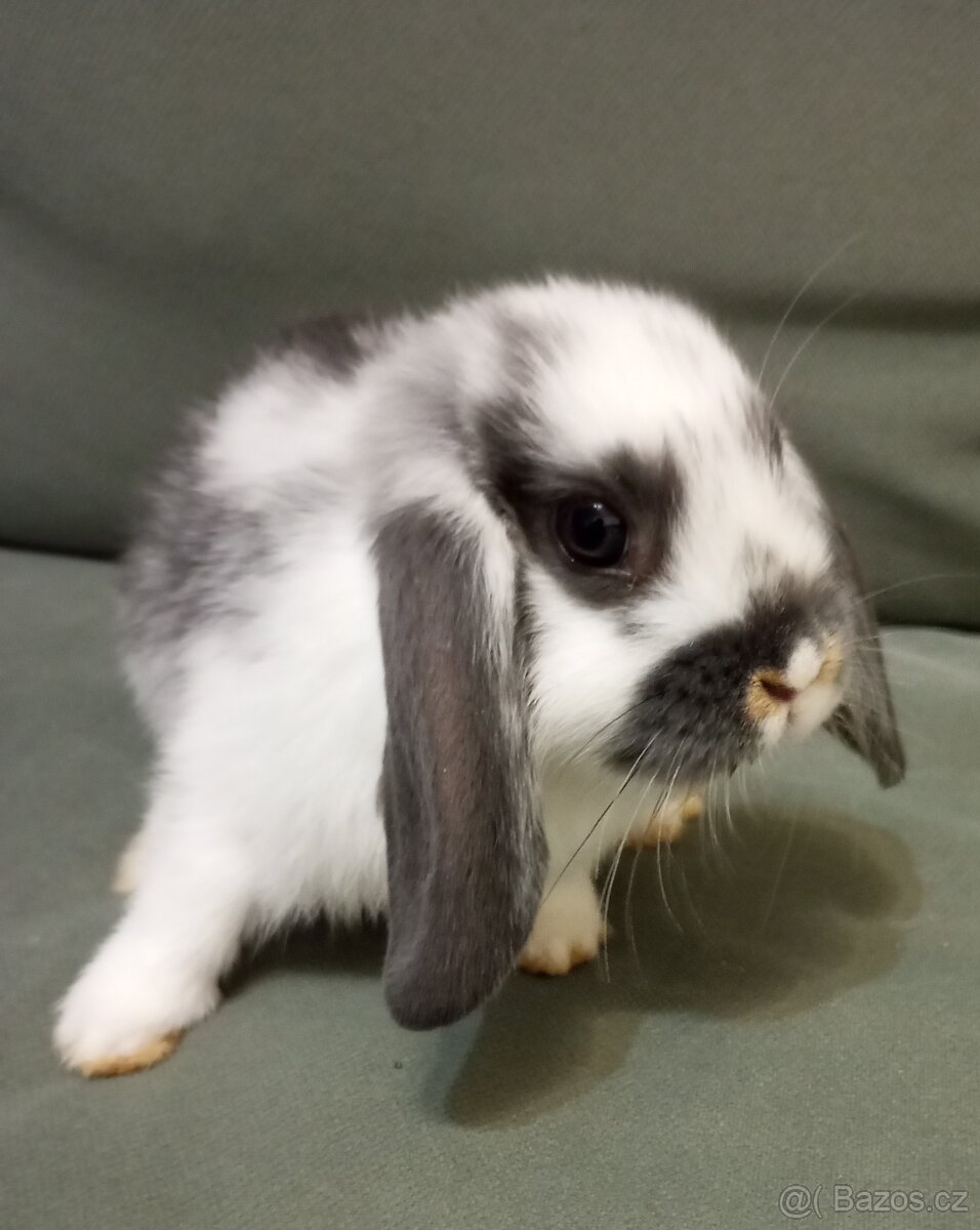 Zakrslý beránek králíček