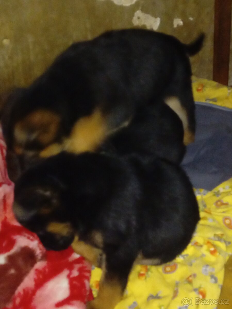 Vánoční dáreček