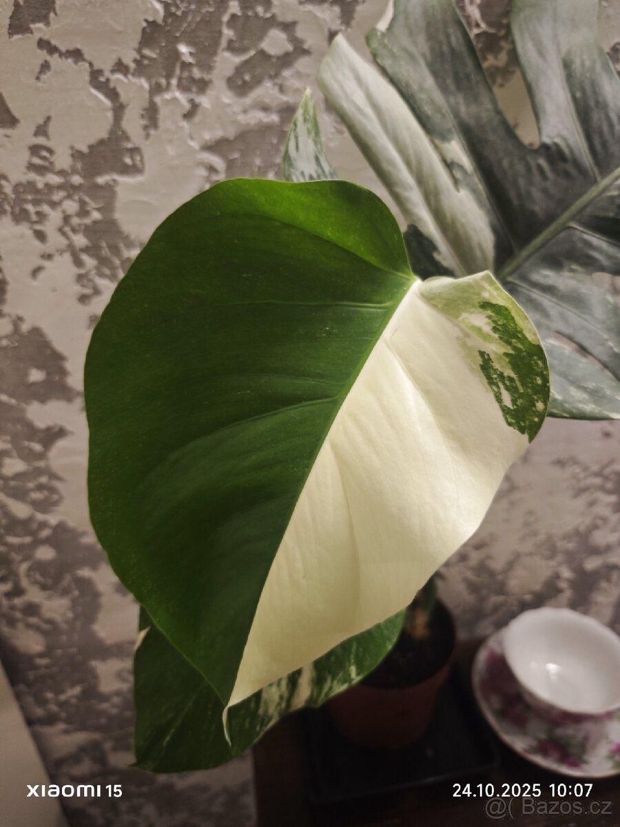 Monstera deliciosa alba