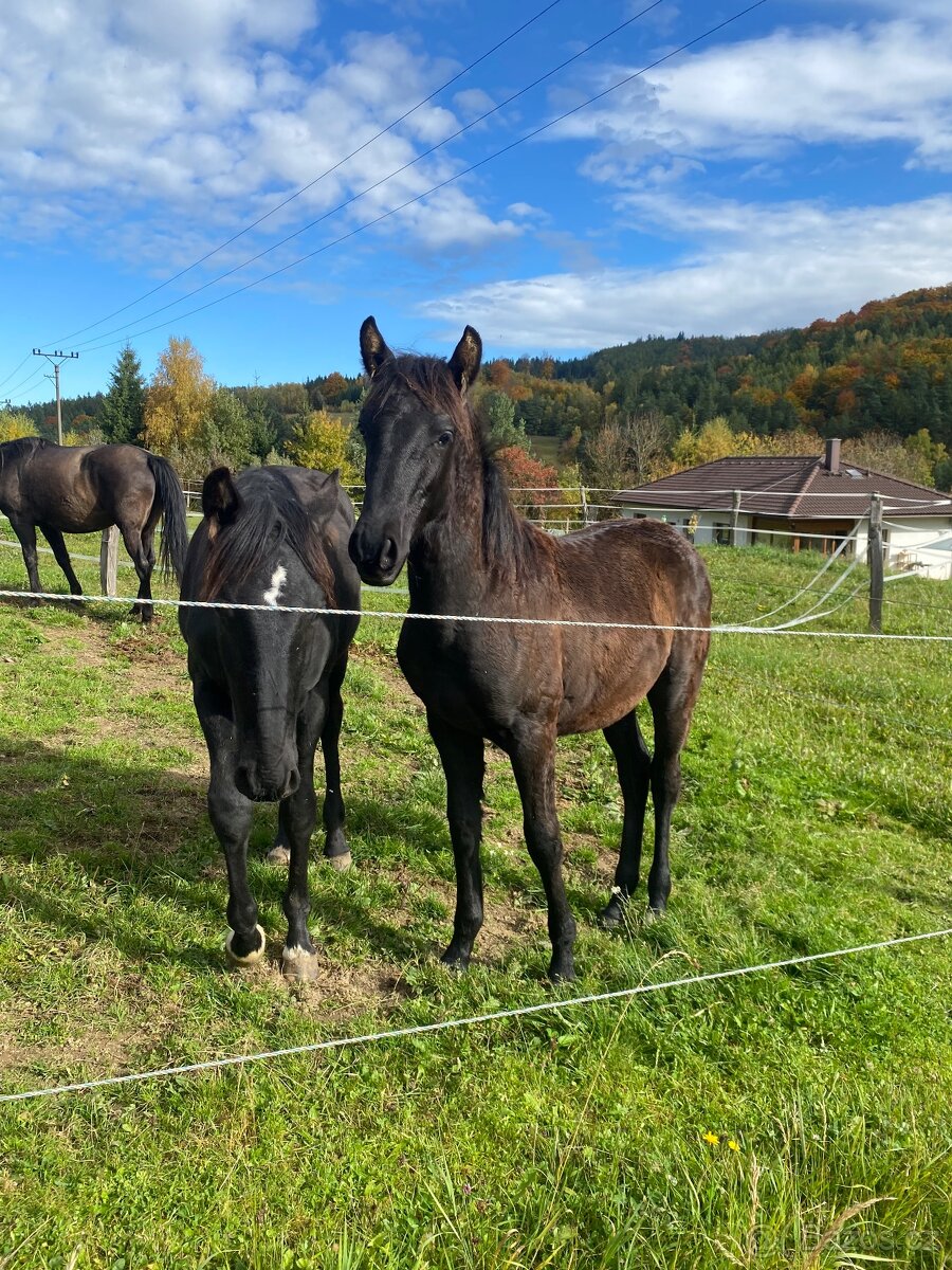 Lusitano černý hřebeček 2025