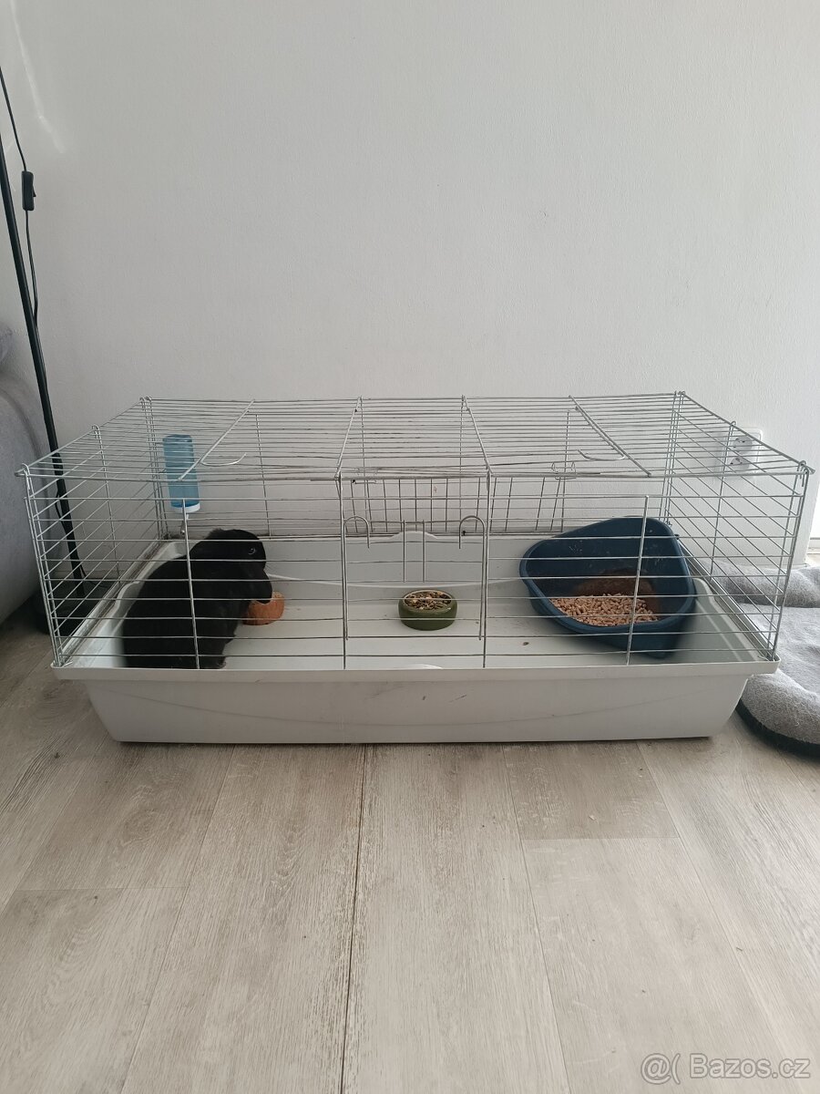 Zakrsly kralicek s kleci