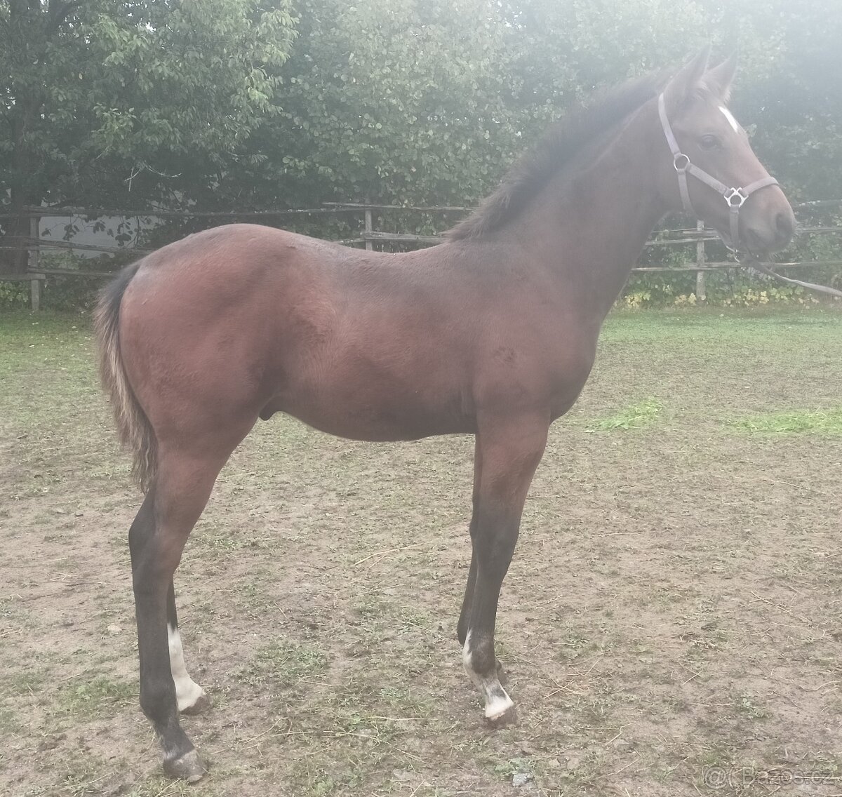 odstávče hřebeček 6 měsíců