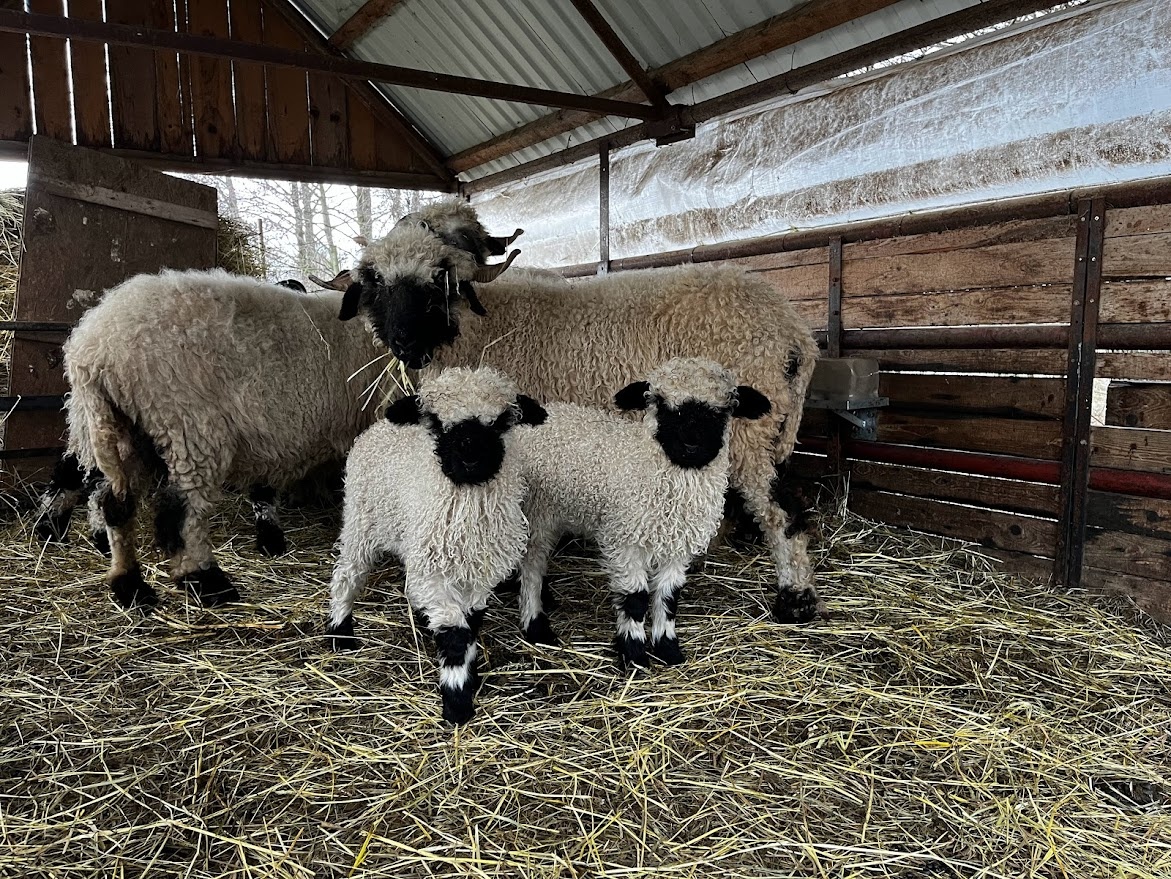 Walliserská ovce - beránci