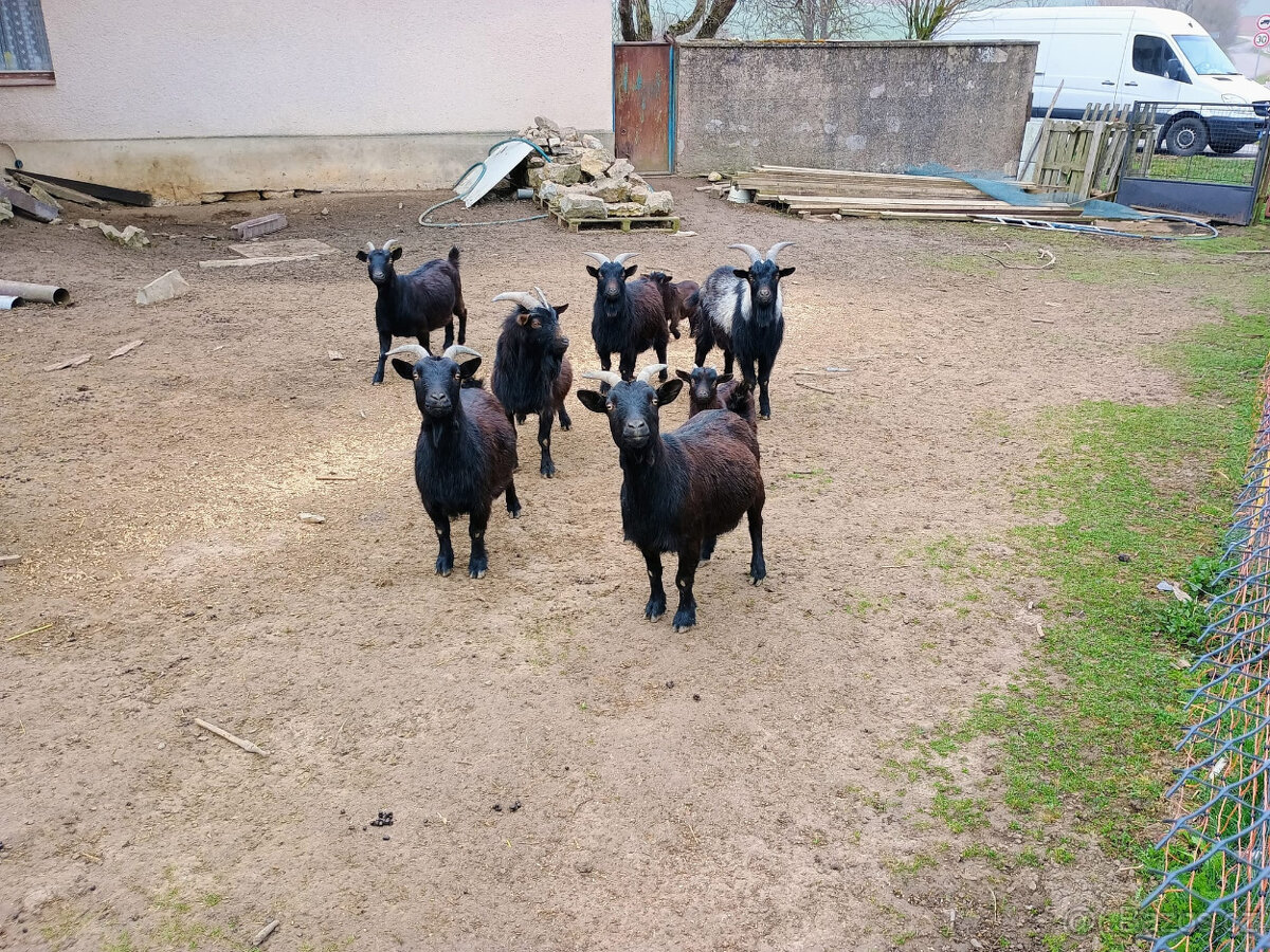 Prodám levně kozy a ovce