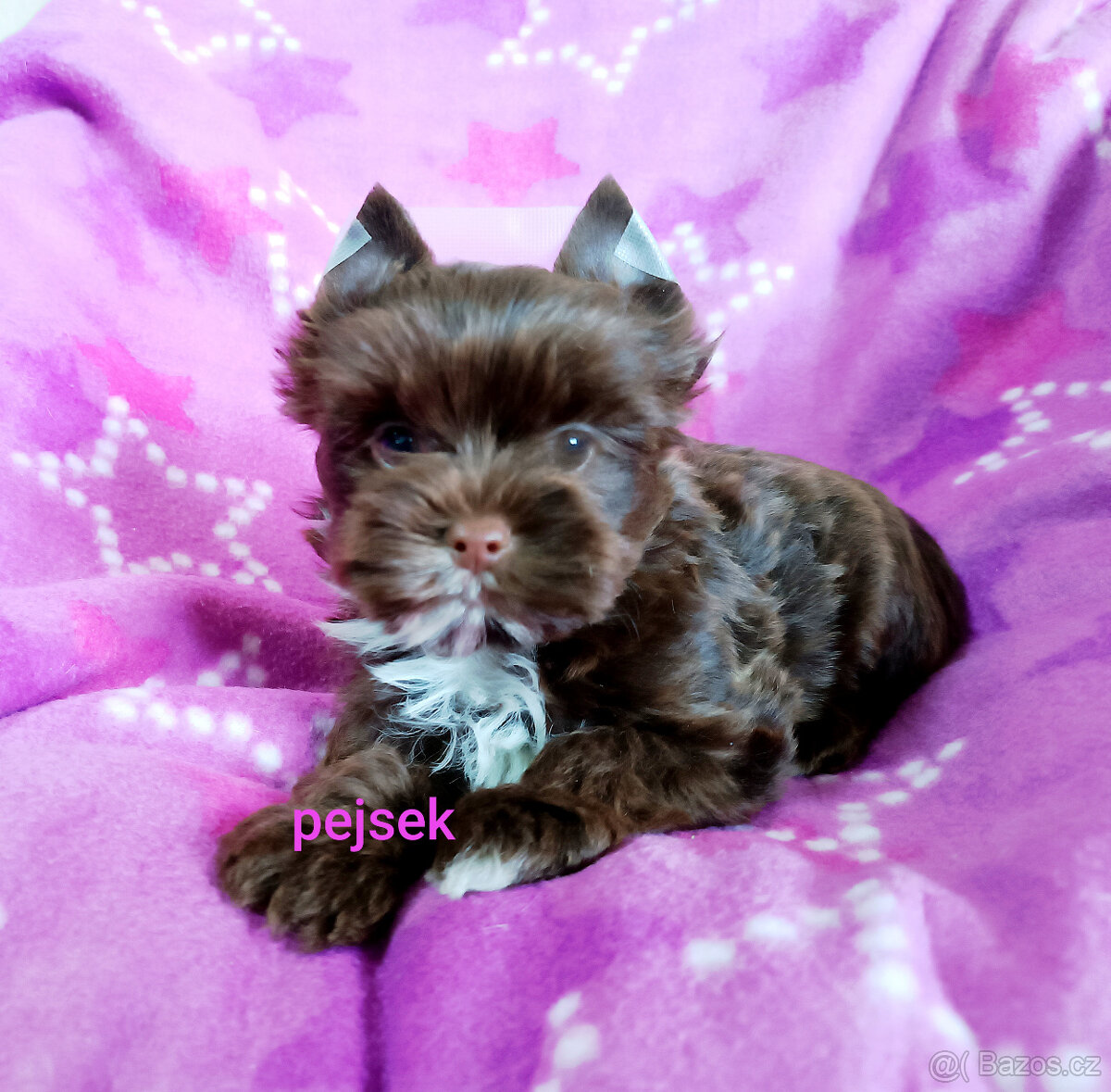 Jorkšírský teriér - pejsek