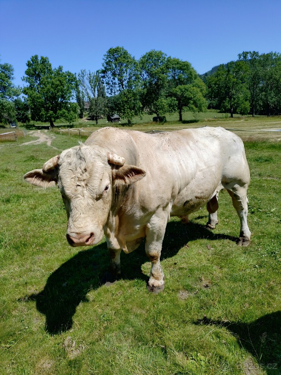 Plemenný býk charolais