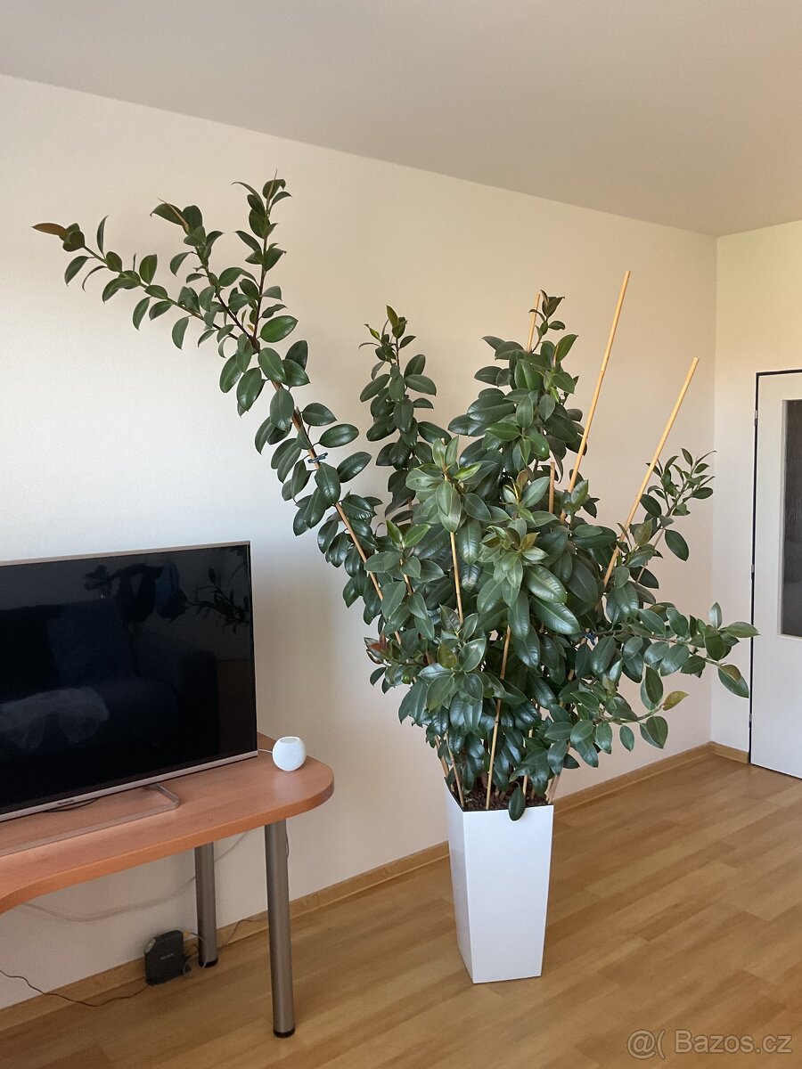 Vzrostlý fíkus (Ficus elastica) 230 cm