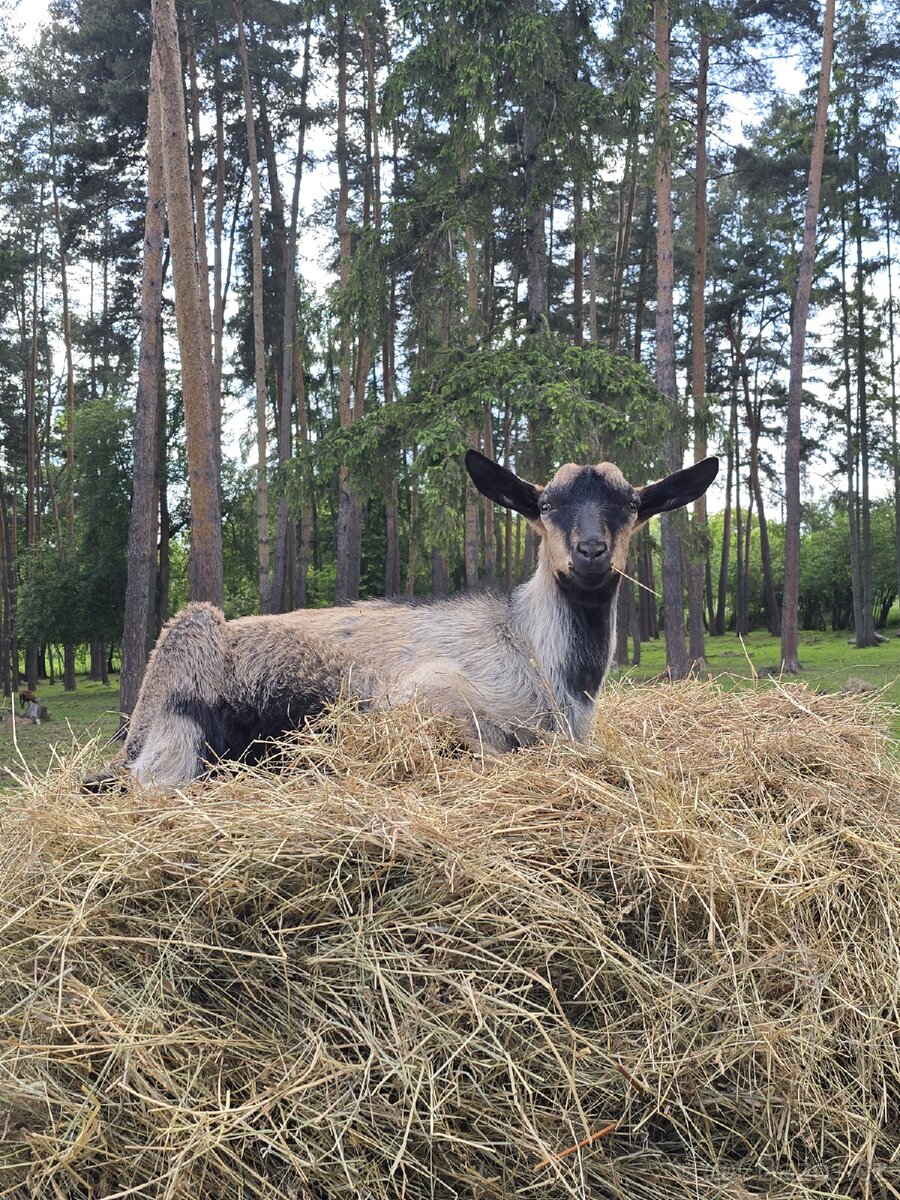 Kozlík
