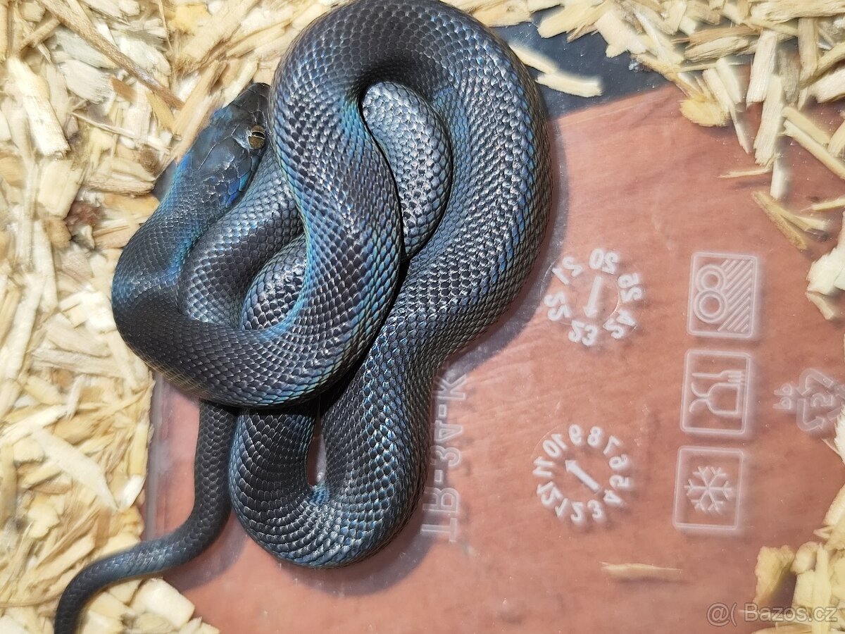 Užovka africká Black