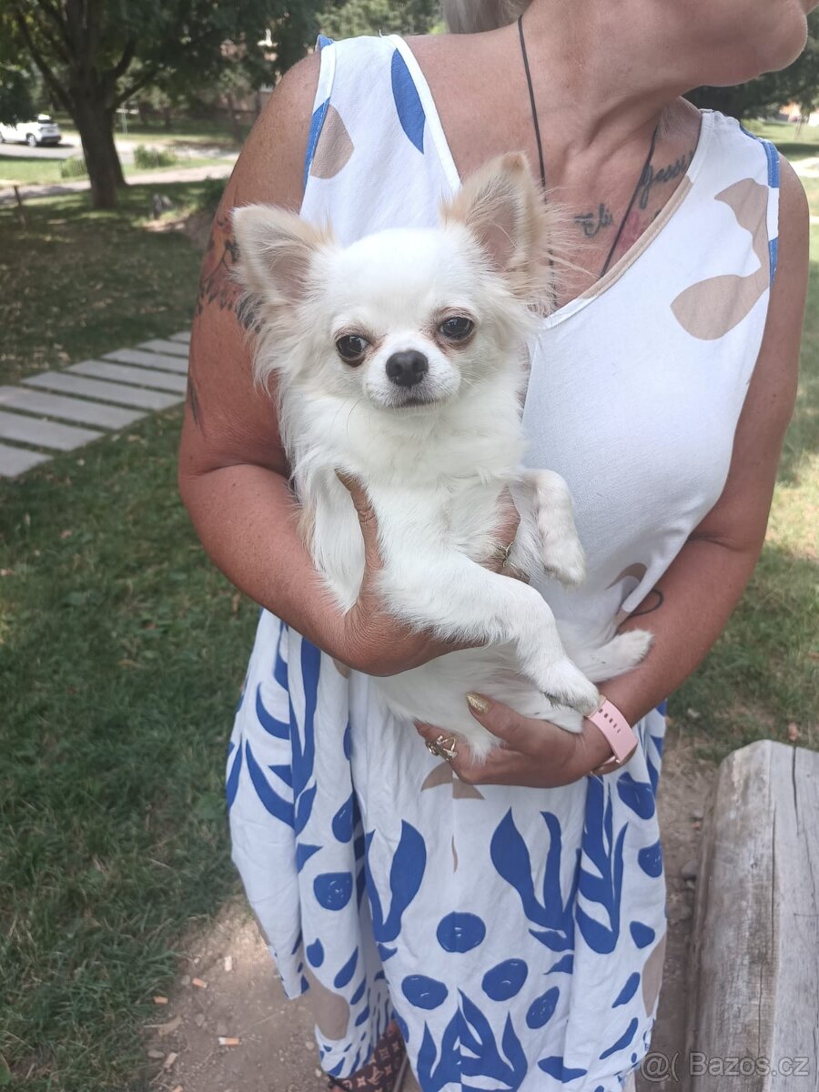 Čivava s PP na krytí